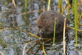 Water vole (Arvicola amphibius) adult rodent animal feeding on a reed leaf in a reedbed on a pond,