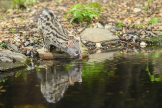 Common genet (Genetta genetta) drinking water at the shore of a lake, wildlife in a forest,