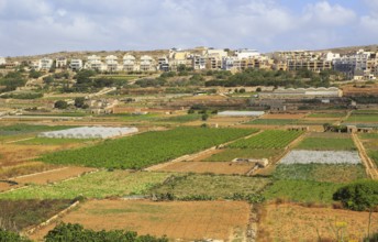 Fertile farm land in Pwales valley, St Paul's Bay, Ghajn Tuffieha, Malta, Europe