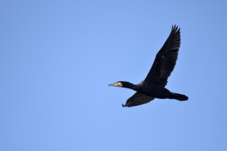 Great cormorant (Phalacrocorax carbo), with fishhook in beak, in flight, Bottrop, Ruhr area, North