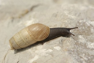 Decollate snail (Rumina decollata), Provence, Southern France