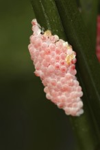 Channeled applesnail (Pomacea canaliculata), clutch, eggs, occurrence in South America