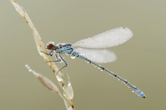 Small red-eyed damselfly (Erythromma viridulum), male with dewdrops, North Rhine-Westphalia,