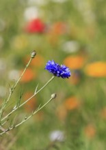 Cornflower (Centaurea cyanus), in flower meadow, North Rhine-Westphalia, Germany, Europe