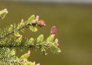 European spruce (Picea abies), inflorescence, spruce cone, North Rhine-Westphalia, Germany, Europe