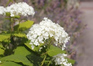 White bigleaf hydrangea (Hydrangea macrophylla), North Rhine-Westphalia, Germany, Europe