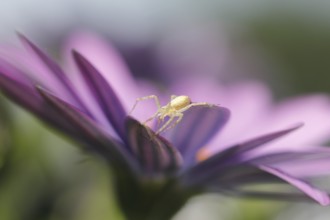 Spider (Araneae), on Polarstern (Osteospermum), North Rhine-Westphalia, Germany, Europe