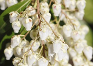 Flowering japanese andromeda (Pieris japonica), North Rhine-Westphalia, Germany, Europe