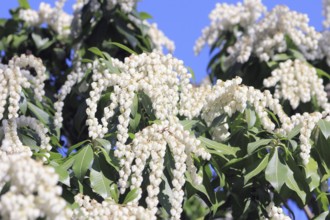 Flowering japanese andromeda (Pieris japonica), North Rhine-Westphalia, Germany, Europe