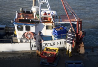 Fishing harbour unloaded fresh catch Bridlington, Yorkshire, England, United Kingdom, Europe