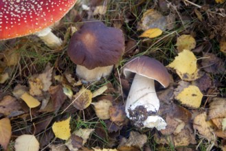 Fly agaric and cep fungus