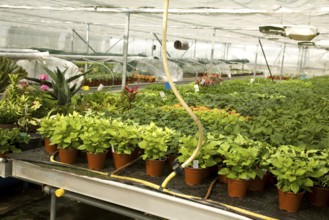 Water pump circulation system in nursery greenhouse