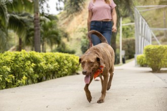 Close-up of a dog wearing a decorative scarf around its neck, while an unrecognizable woman walks