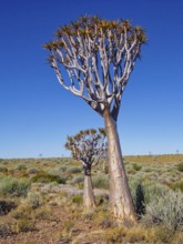 Quiver tree, Aloe dichotoma, in the semi-desert of the Karas region in southern Namibia. Canyon