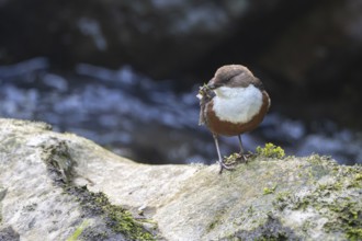 White-throated Dipper (Cinclus cinclus), at a torrent with larvae in its beak,