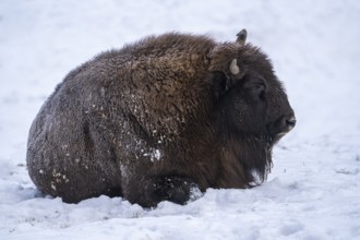 Bison in winter, with closed snow cover, Vulkaneifel, Rhineland-Palatinate, Germany, Europe