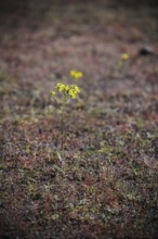 Flowers grow on the former roll call square at the Sachsenhausen concentration camp memorial.