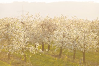 Orchards in bloom near Wittgensdorf in the Eastern Ore Mountains, Wittgensdorf, Saxony, Germany,