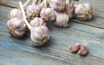 Fresh violet garlic on a blue rustic wooden background with copy space