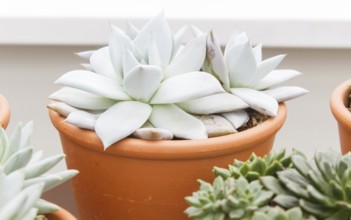 Beautiful succulent plant in greenhouse. Closeup, floral patterns, selective focus