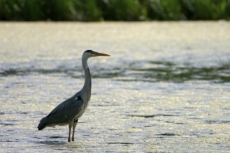 Grey heron (Ardea cinerea), adult bird against the light, Krickenbecker Seen, North