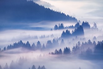 Fog and forest in Oberägeri in the canton of Zug, Switzerland, Europe