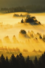 Fog and forest at the Rothenthurm high moor, Canton Schwyz, Switzerland, Europe