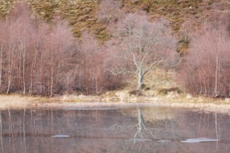 Reddish birch trees overgrown with moss are reflected in the water of a loch covered with ice