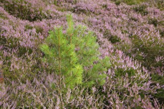 Young Scots pine surrounded by flowering heather, Scotland, Great Britain