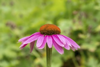 Purple cone flower (Echinacea purpurea), German