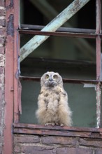 Eurasian eagle-owl (Bubo bubo), fledged young bird, in an old window frame, industrial building,