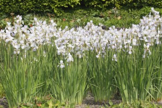 Siberian iris (Iris sibirica), flowers, North Rhine-Westphalia, Germany, Europe