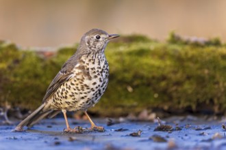 Song thrush (Turdus philomelos) Sunrise, frost, winter feeding, hoarfrost, Middle Elbe Biosphere