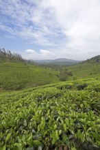 Green hilly landscape with tea plantations, Thekkady, Kerala, India, Asia