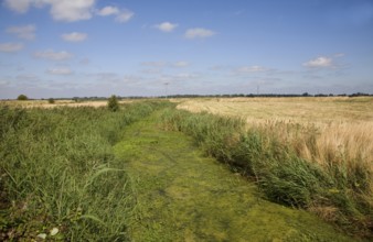 Eutrophication in drainage ditch Hollesley, Suffolk, England. Eutrophication is caused by the use