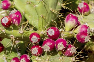 Fruits of the cactus pear (Opuntia ficus-indica), Fuerteventura, Canary Island, Spain, Europe