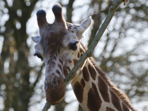 Reticulated giraffe (Giraffa camelopardalis reticulata), occurrence Kenya, Ethiopia, Somalia,