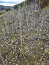 Dead spruce trees, broken by wind, lying wildly in disarray, forest dieback in the Arnsberg Forest