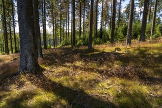 Landscape in the Rothaargebirge, Sauerland, on the Rothaarsteig, forest path near Jagdhaus, south