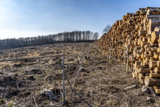 Cleared forest area north of the village of Hirschberg, Soest district, dead spruce stands were