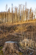 Cleared forest area north of the village of Hirschberg, Soest district, dead spruce stands were