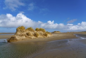 Dune landscape, sand dunes, dune grass in the west of Borkum, island, East Frisia, winter, season,