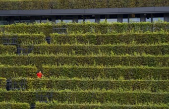 Green façade, made of over 30, 000 hornbeams forming a hedge a good 8 kilometres long, on the roof