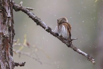 Pygmy owl (Glaucidium passerinum), Luce, Mountain area, Luce, Styria, Slovenia, Europe