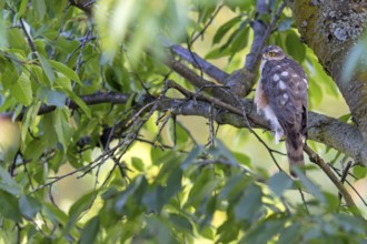 Eurasian sparrowhawk (Accipiter nisus), Rhein-Pfalz-Kreis, Neuhofen, Rhineland-Palatinate, Germany,