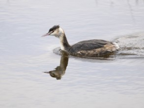 Great crested grebe (Podiceps cristatus), bird in winter plumage, swimming across a lake, island of