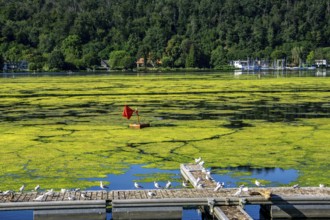 Waterweed, Elodea, an invasive species, green carpet of plants on Lake Baldeney in Essen, the