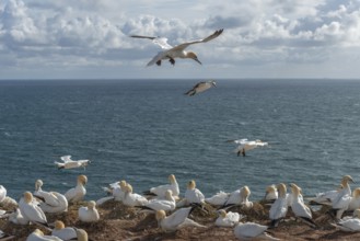 Northern gannets (Morus bassanus) on their nests on the cliff edge and in flight, offshore island