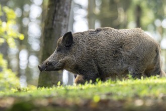 Wild boar (Sus scrofa), boar, Vulkaneifel, Rhineland-Palatinate, Germany, Europe