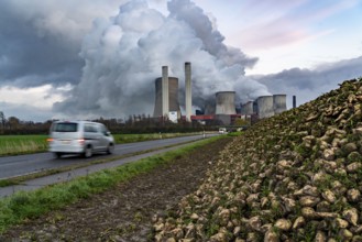 Sugar beet harvest, at the lignite-fired power station, RWE Power AG Niederaußem power station,